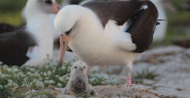 how long do birds live