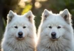 dogs that are white and fluffy