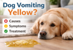 dog vomiting yellow