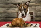Bland Diet for Dogs with Upset Stomach