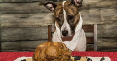 Bland Diet for Dogs with Upset Stomach