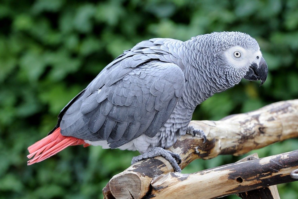 African grey parrot lifespan