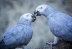 How Long Do African Grey Parrots Live