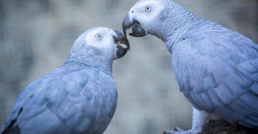 How Long Do African Grey Parrots Live