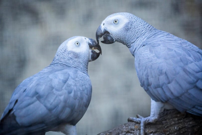 How Long Do African Grey Parrots Live