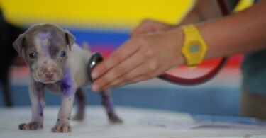 to take care of pets