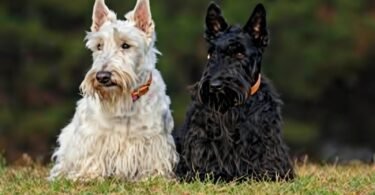 Breeds of Dogs with Beards