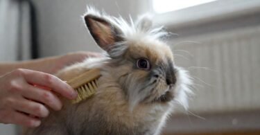 Lionhead Rabbit at Home