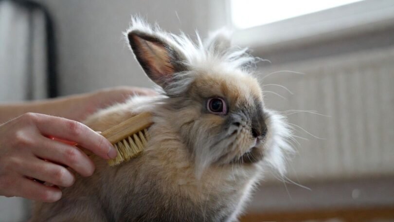 Lionhead Rabbit at Home