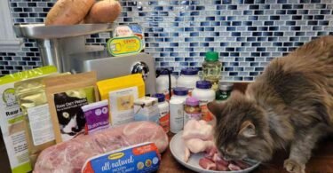 Homemade Cat Food