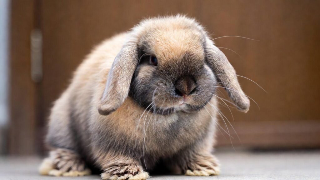 Holland Lop rabbit breeds