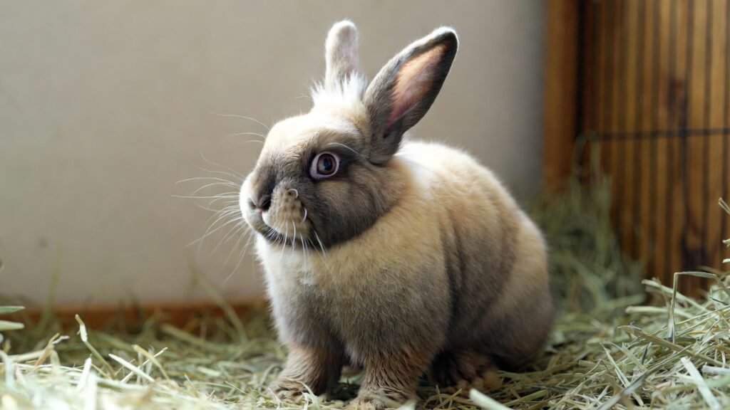 Lionhead Rabbit at Home