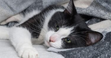 How Long Can a Sick Cat Go Without Food