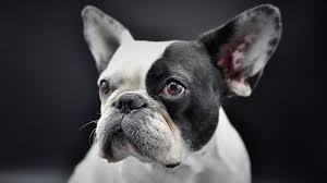 Merle French Bulldogs