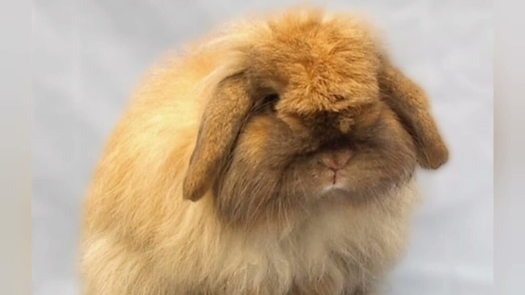 Rare Rabbit Breeds