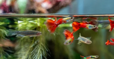 easy fish to take care of