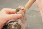 How Often to Feed Baby Birds hand feeding?