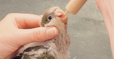 How Often to Feed Baby Birds hand feeding?