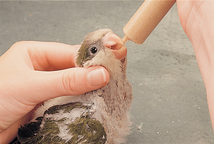 How Often to Feed Baby Birds hand feeding?