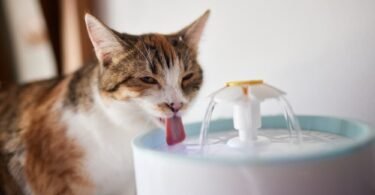 Cat Drinking Too Much Water?