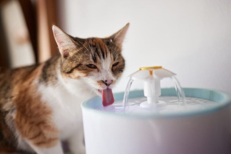 Cat Drinking Too Much Water?