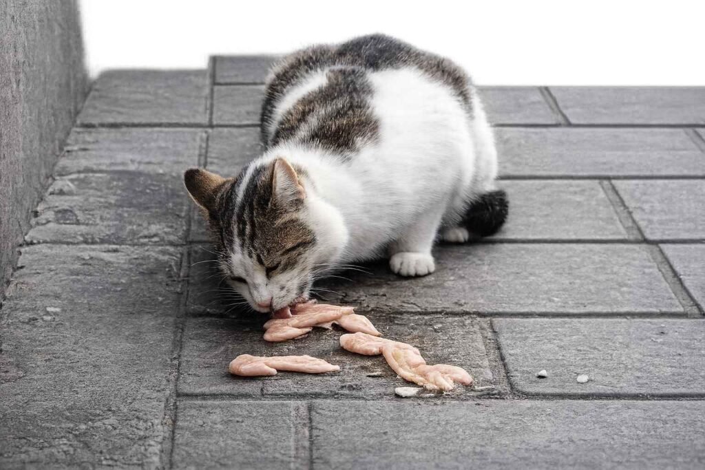 Can Cats Eat Raw Chicken?