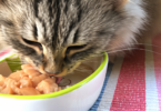 Can Cats Eat Raw Chicken?