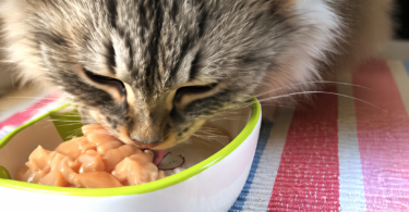 Can Cats Eat Raw Chicken?