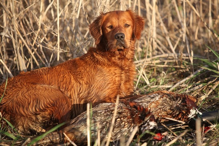 hunting dog breeds