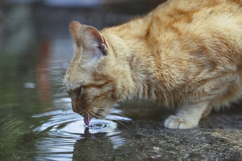 Cat Drinking Too Much Water?