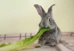 can rabbits eat lettuce