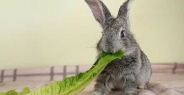 can rabbits eat lettuce