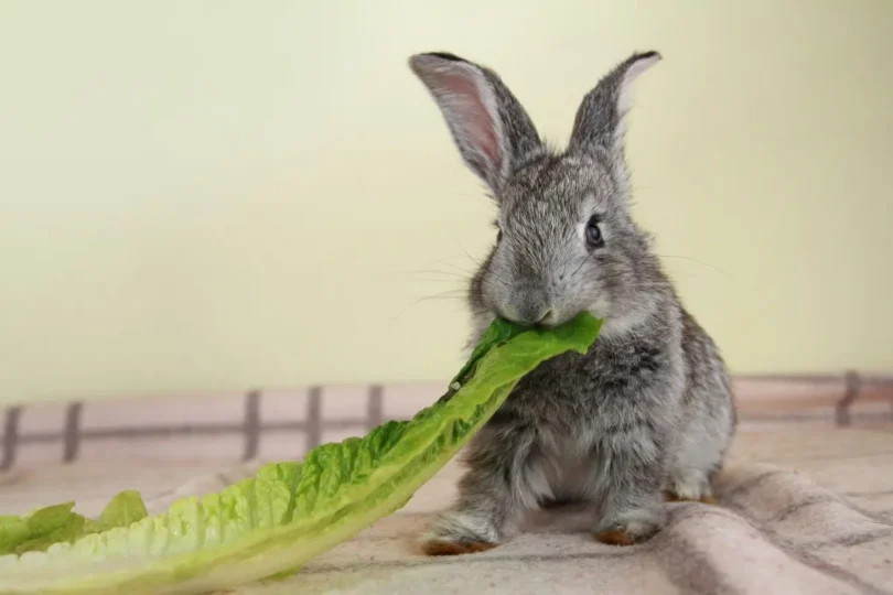 can rabbits eat lettuce