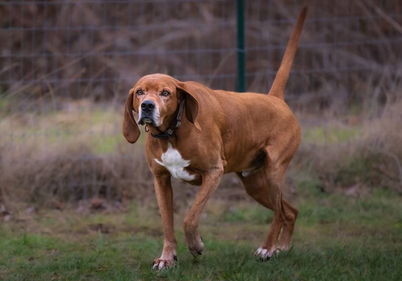 Coonhound