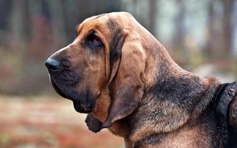 Bloodhound