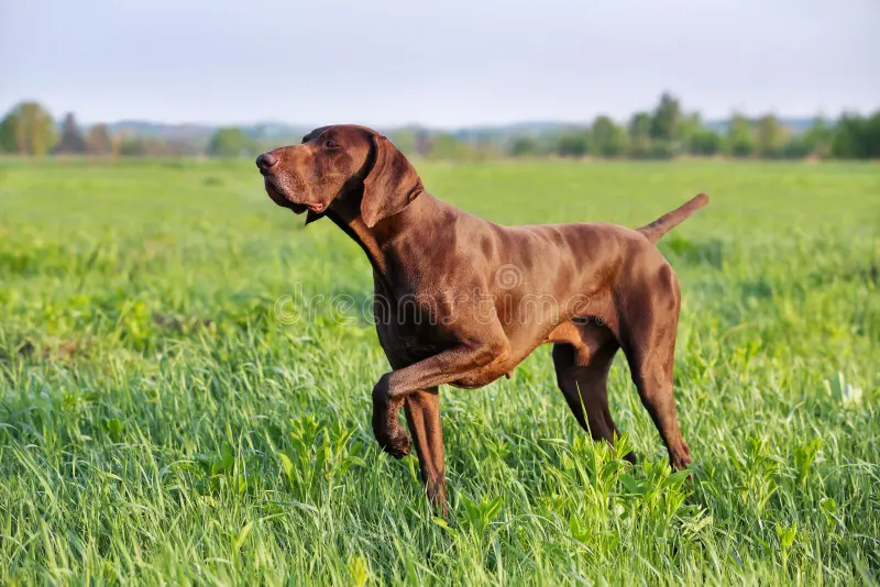 German Shorthaired Pointer