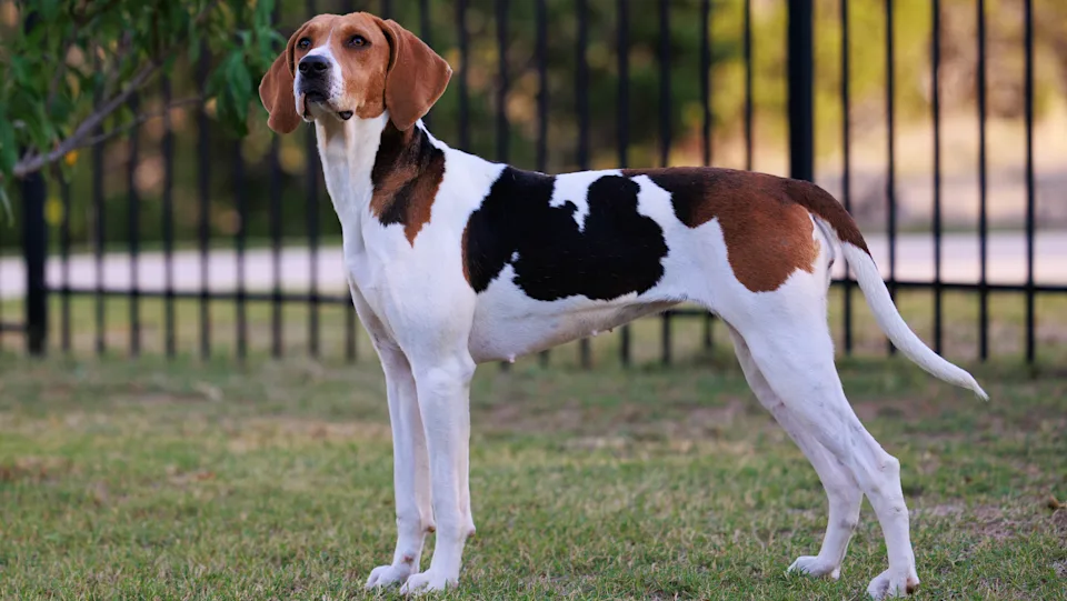 American Foxhound