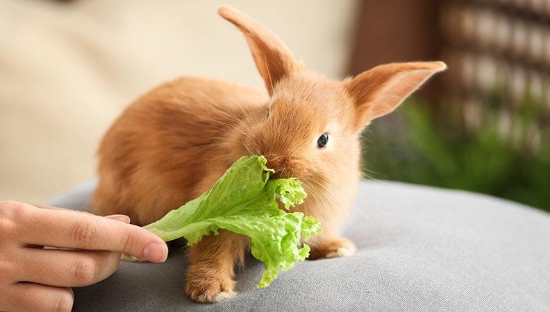 Can Rabbits Eat Lettuce