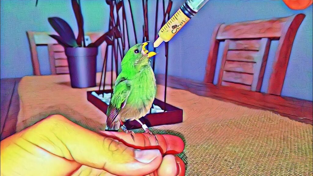 Simple feeding syring in baby parrot