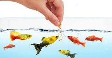 How Often Do You Feed Fish (and How Much)?