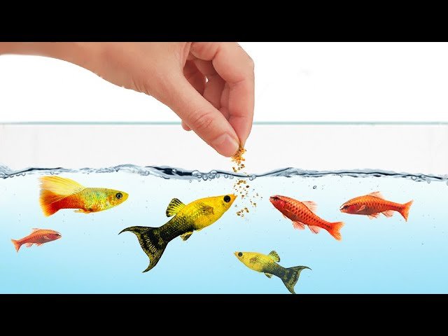 How Often Do You Feed Fish (and How Much)?