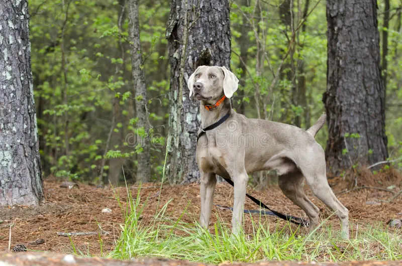 Weimaraner