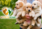 Pets 4 Home Puppies