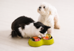 pet care