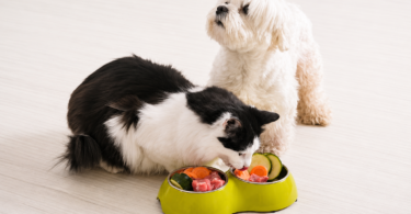 pet care