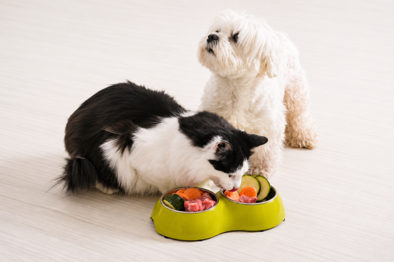 pet care