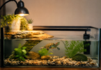 How to Take Care of a Pet Turtle at Home