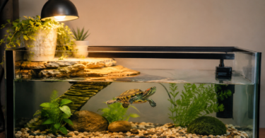 How to Take Care of a Pet Turtle at Home